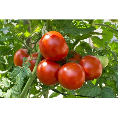 2012年氯化血红素可湿性粉剂调节番茄生长的田间药效报告（江苏盐城）