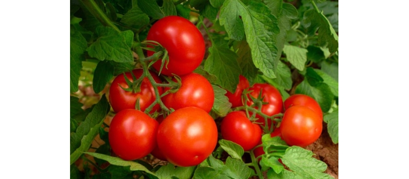 番茄使用氯化血红素可湿性粉剂的方案