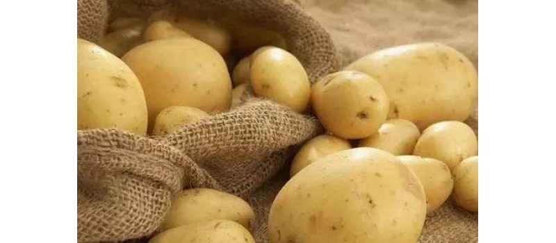 马铃薯使用氯化血红素可湿性粉剂的方案